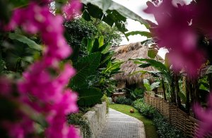 pflasterstein weg durch rosa rote blumen zum bungalow mit strohddach zwischen dichten dschungel pflanzen im exotischen und exklusiven resort und hotel nihi sumba auf pulau sumba in indonesien asien